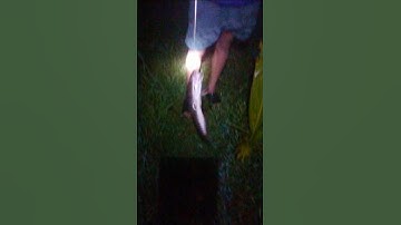 Cắm câu dính cá lóc to quá #cuộcsốngmiềnquê #nghềcámưusinh#xuhuong