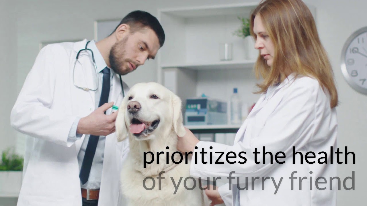 Bow Wow Buddies  CBW