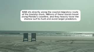 🦈 The Truth About New Smyrna Beach, FL! (Shark Capital?)