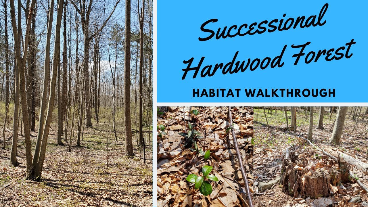 Habitats: Successional Hardwood Forest