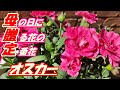 【花】オスカー(ピンク＆パープル)の育て方・摘芯