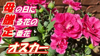 【花】オスカー(ピンク＆パープル)の育て方・摘芯