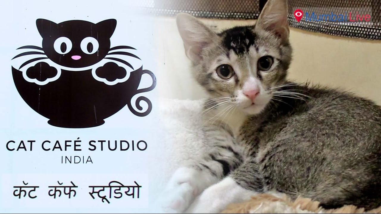 Play with your feline friends and enjoy savories at Cat Café Studio| Mumbai Live