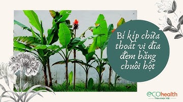 Học ngay BÍ KÍP chữa thoát vị đĩa đệm bằng cây chuối hột