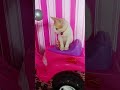 Kucing #ken #cute #cat