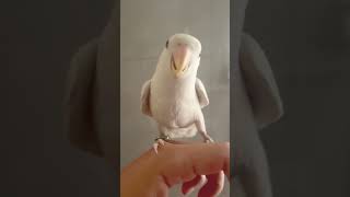 Caught Poopingmy Parrot Boss Wants To Teach Me A Lesson Pet Moments