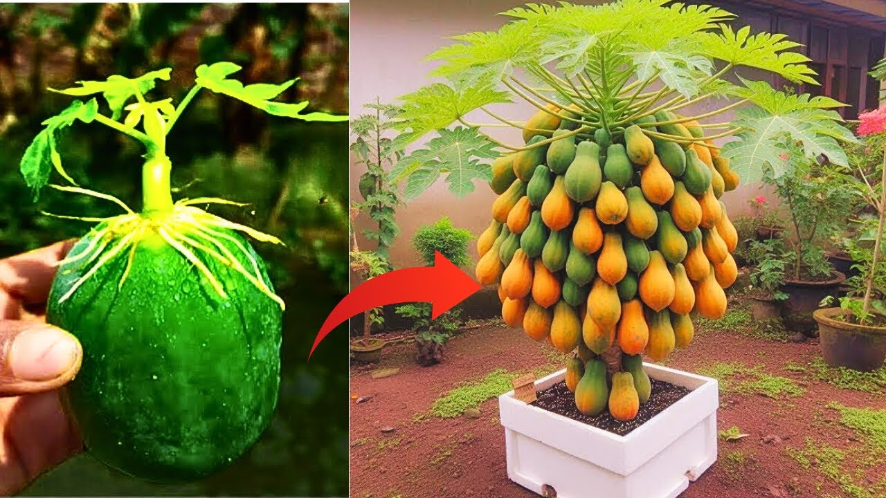 New technique of propagating papaya by fruit is 100% successful