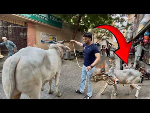 Qurbani 2k26 Ka Khaternak Janwar Buy Karlia 😳 | Achanak Cow Gusse Me Aa Gaya 😭