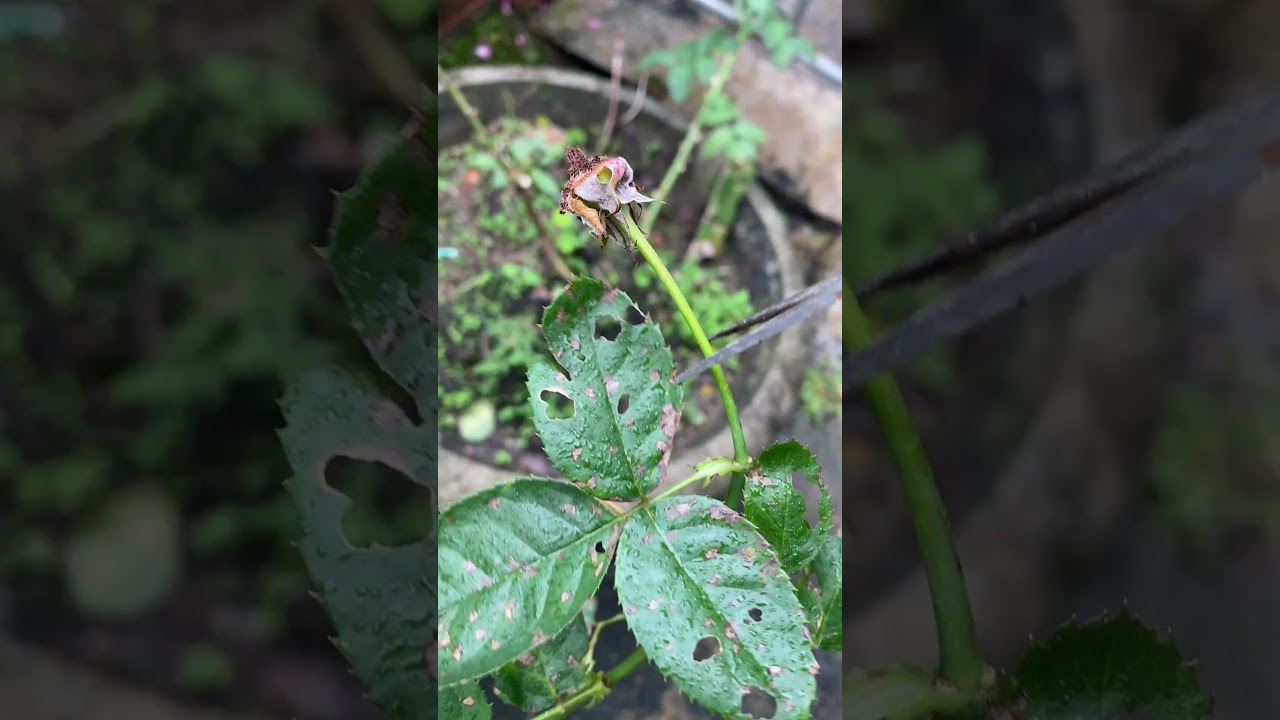 What to do after roses have faded #plants #rose #rosé #vuonnha