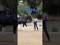 Does Your Horse Respect You?