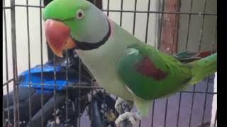 best talking parrot in the world | parrot talking in hindi | बोलने वाला तोता