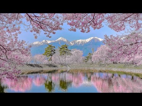 Video: Bird Cherry Blossoms For A Cold Snap