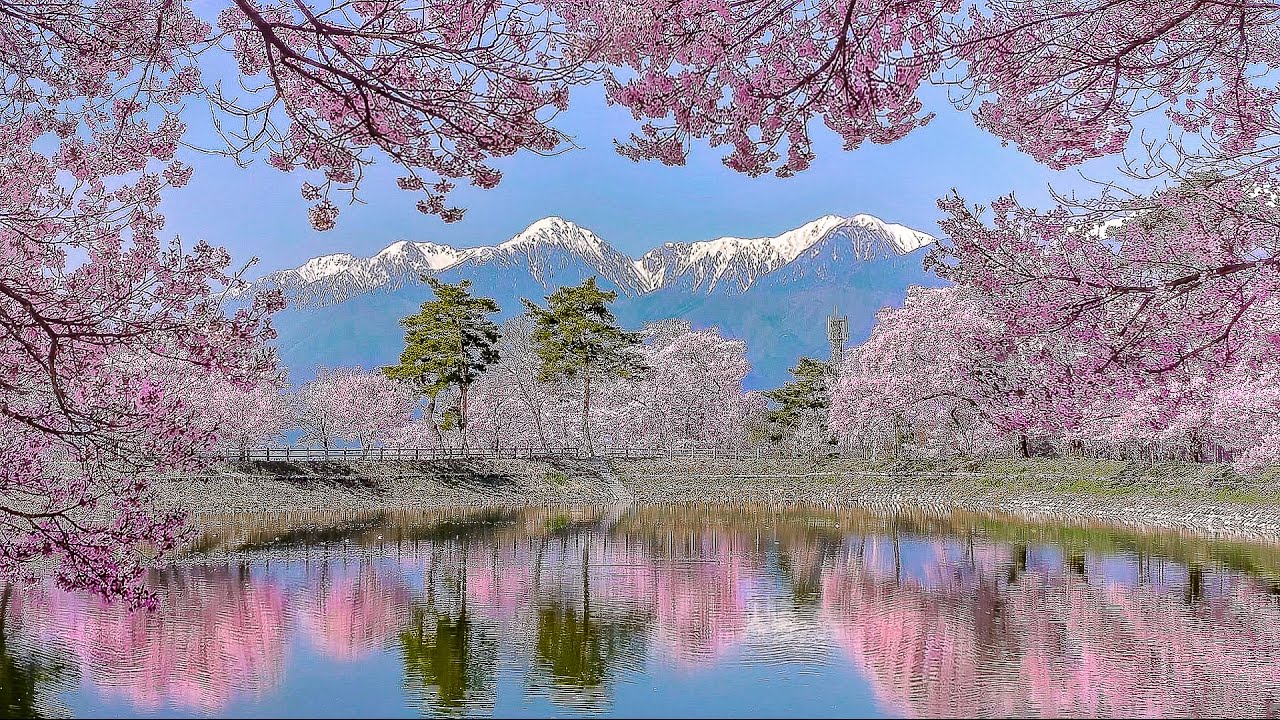 六道 堤 の 桜