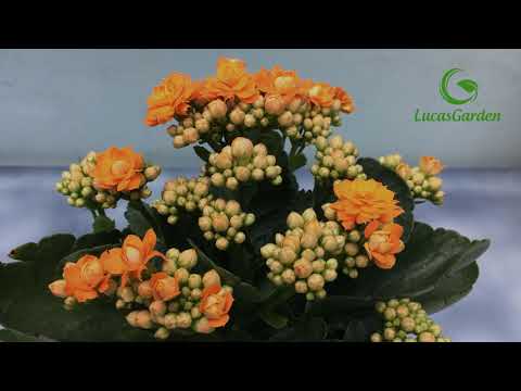 Video: Cây Kalanchoe tự chế ra hoa: Làm thế nào để chăm sóc cho cây ra hoa?