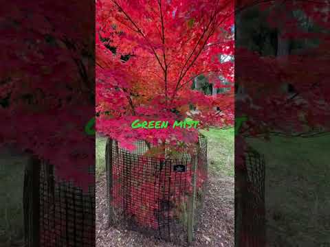 Video: Penanaman Pokok Maple Berjalur: Menanam Pokok Maple Berjalur Di Landskap