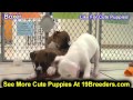 Boxer, Puppies, Dogs, For Sale, In Newark, New Jersey, NJ, 19Breeders, Paterson, Edison Boxer, Puppies, Dogs, For Sale, In Newark, New Jersey, NJ, 19Breeders, Paterson, Edison