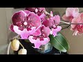 Замечен РОСТ КОРНЕЙ у Орхидей 🥳 Цветение продолжается