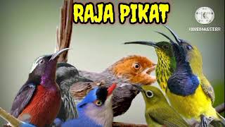 suara pikat burcil paling ampuh..🔥🔥 @Degel_kicau