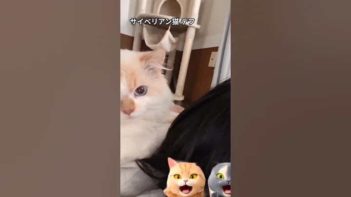 Video 9229591: siberian cats love, cat hair