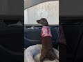 Silly Dachshund vs Automatic Car Wash #dachshund