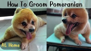 Pomeranian Dog Pet Grooming | How To Groom Pomeranian At Home | ปอมเมอเรเนียน กรูมิ่ง | Dog Grooming by The Grooming Club 271 views 9 months ago 6 minutes, 45 seconds