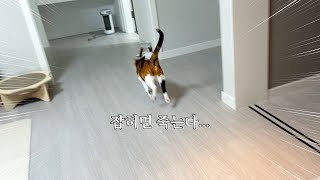 A cat in a chase with a butler. by 지안스캣 Jian's Cat 13,123 views 2 months ago 4 minutes, 37 seconds