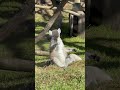 Сколько ты зарабатываешь в месяц? Юмор #cat