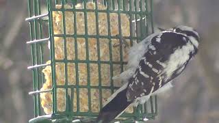 2024-2-19 Hairy Woodpecker Suet Cage 00011