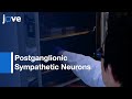 Postganglionic Sympathetic Neurons Differentiation from hiPSCs | Protocol Preview