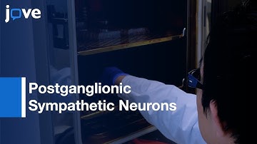 Postganglionic Sympathetic Neurons Differentiation from hiPSCs | Protocol Preview