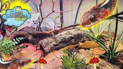 How To Setup a Bioactive Enclosure for California Red Sided Garter Snakes: My Snake Collection 2022