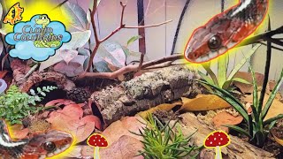 How To Setup a Bioactive Enclosure for California Red Sided Garter Snakes: My Snake Collection 2022