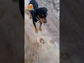#trend #köpek #pop #animals #viral #cat #dog #dogshorts