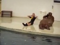 Walrus Does Full Circuit Workout, Push-ups, Sit-ups, and All!