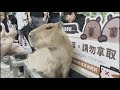 浪花節だよ人生は - 李國昌-練唱