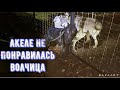 Волку Акеле привезли невесту Волчицу Лилу, вязка не удалась.