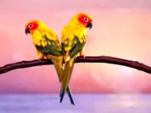 إبتهال نادر نصر الدين طوبار يارب عدت إلى رحابك 59 دقيقة