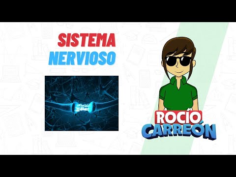 Vídeo: La Calidad De Cuidado Reducida Medida Durante El Procedimiento De Situación Extraña Aumenta La Respuesta Al Estrés Del Sistema Nervioso Autónomo Del Niño