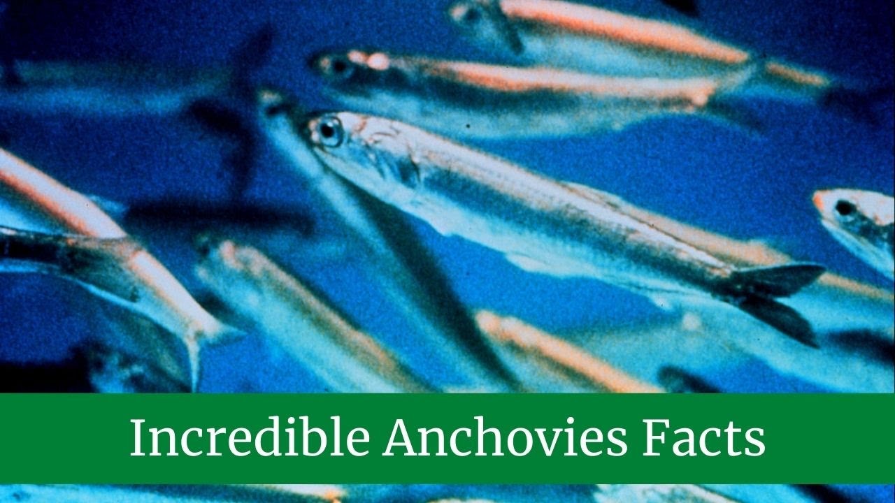 What Do Anchovies Eat?