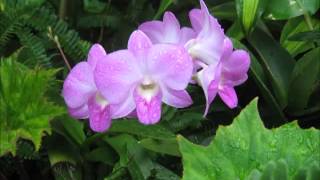 Download Lagu SEGA JAZZ 2 ACCORDS MP3