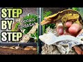 HOW TO SETUP A CRESTED GECKO VIVARIUM | GECKO UPDATE!