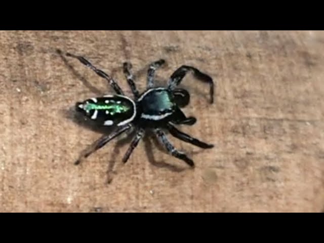 Emerald Jumping Spiders