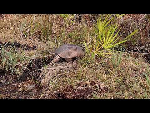 An Armadillo playing on the trail.