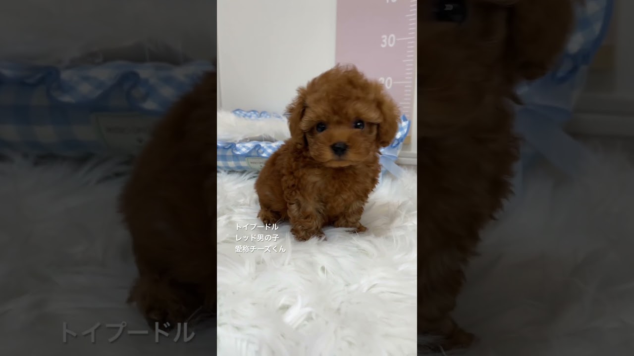 トイプードル専門店の子犬です。6/21生まれ、レッドの男の子。愛称