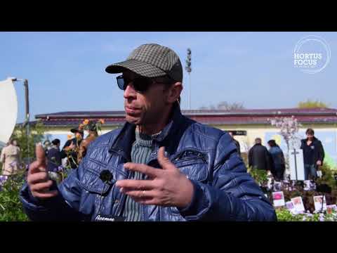 Vidéo: Qu'est-ce qu'une fleur cardinale : informations sur la plante à fleurs sauvages cardinales