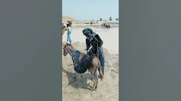 رجل سمين يملأ الماء في الأنبوب على الحمار Arabic الجزائر المغرب 