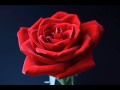 美女と野獣／Beauty and the Beast （Piano solo play）