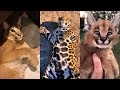 Big Cats &amp; Wild Cats of TikTok 🐯🦁 (part 2)