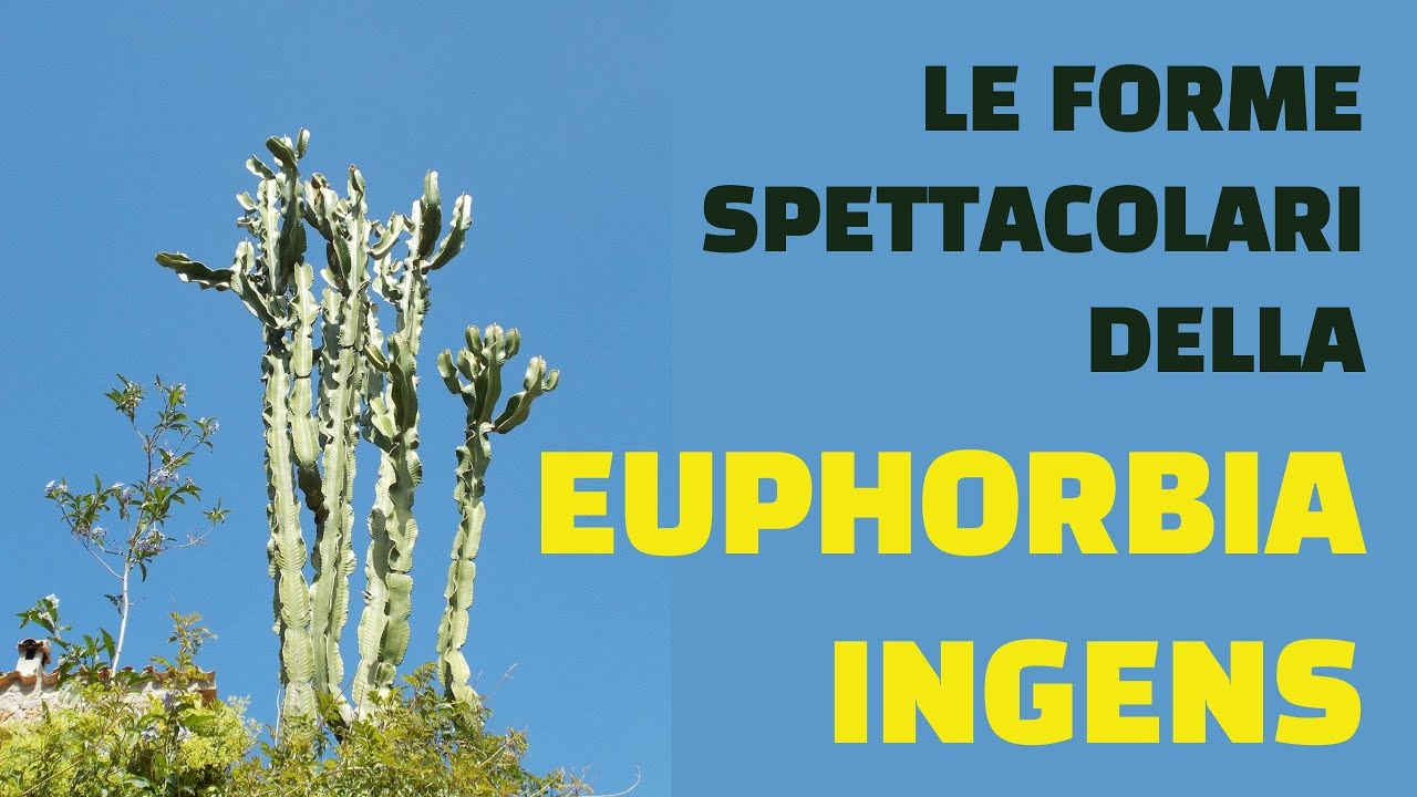 Le forme spettacolari dell' Euphorbia ingens