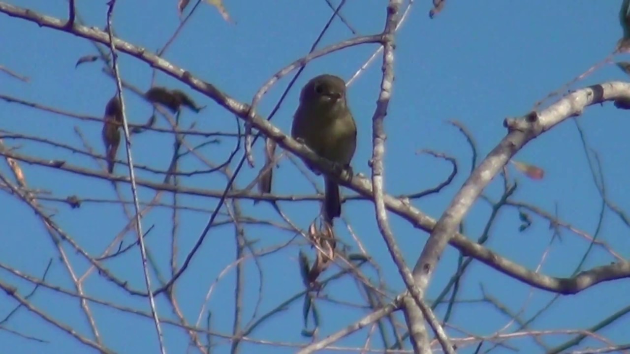 North American Wildlife --- Hutton's Vireo 